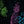 Neon Pineapples