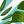 Tropical Leaves