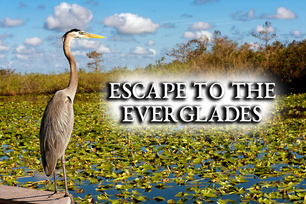 Beauty of the Everglades and our National Park Trunk Collection